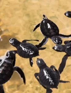 Rekawa beach Turtle Watching