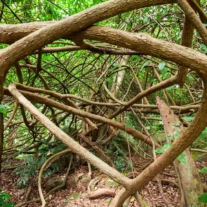 Udawatte Kele Sanctuary