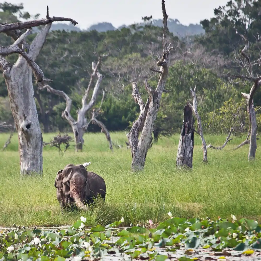 yala-safari-sri-lanka