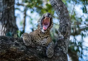 wilpattu-sri-lanka-whild-life