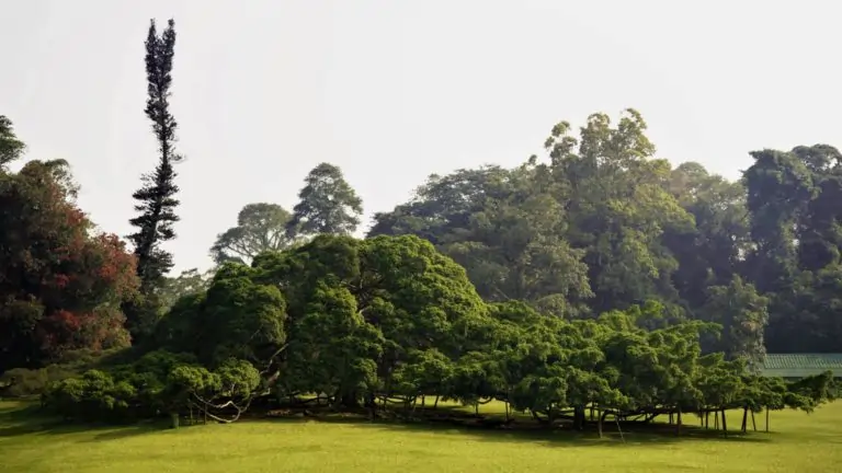 perideniya-gardens-kandy-sri-lanka3-768x432