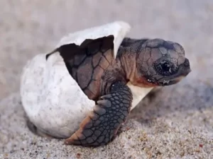 Sea Turtle Conservation