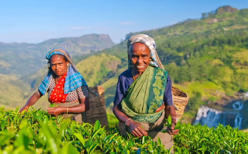 tea-pickers-plantation-sri-lanka