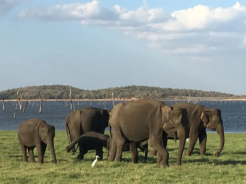 Kaudulla National Parks